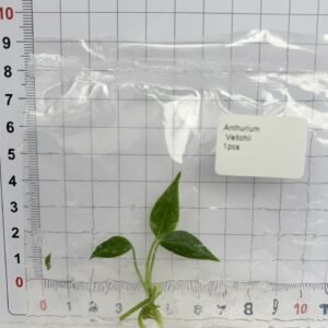 anthurium veitchii