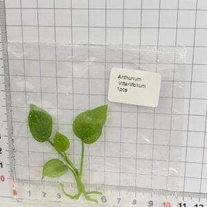 anthurium vittariifolium