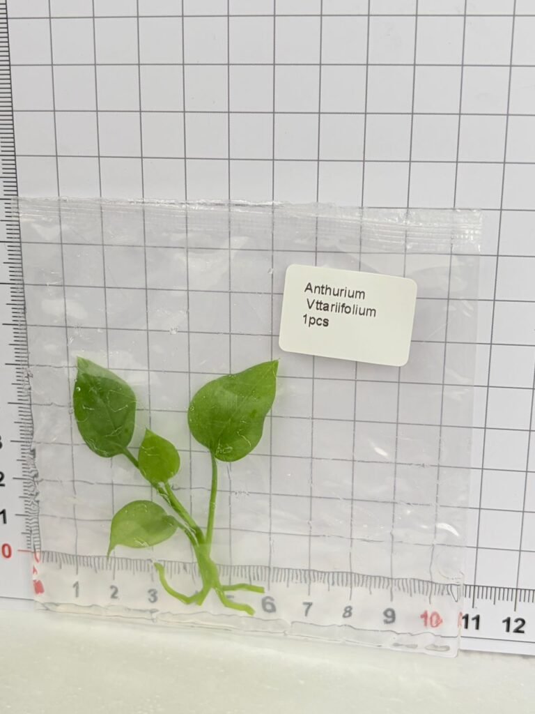 anthurium vittariifolium