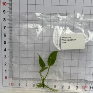 anthurium warocqueanum