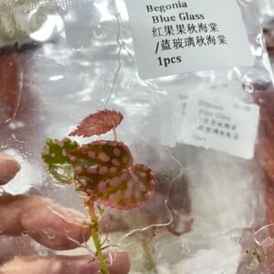 begonia blue glass