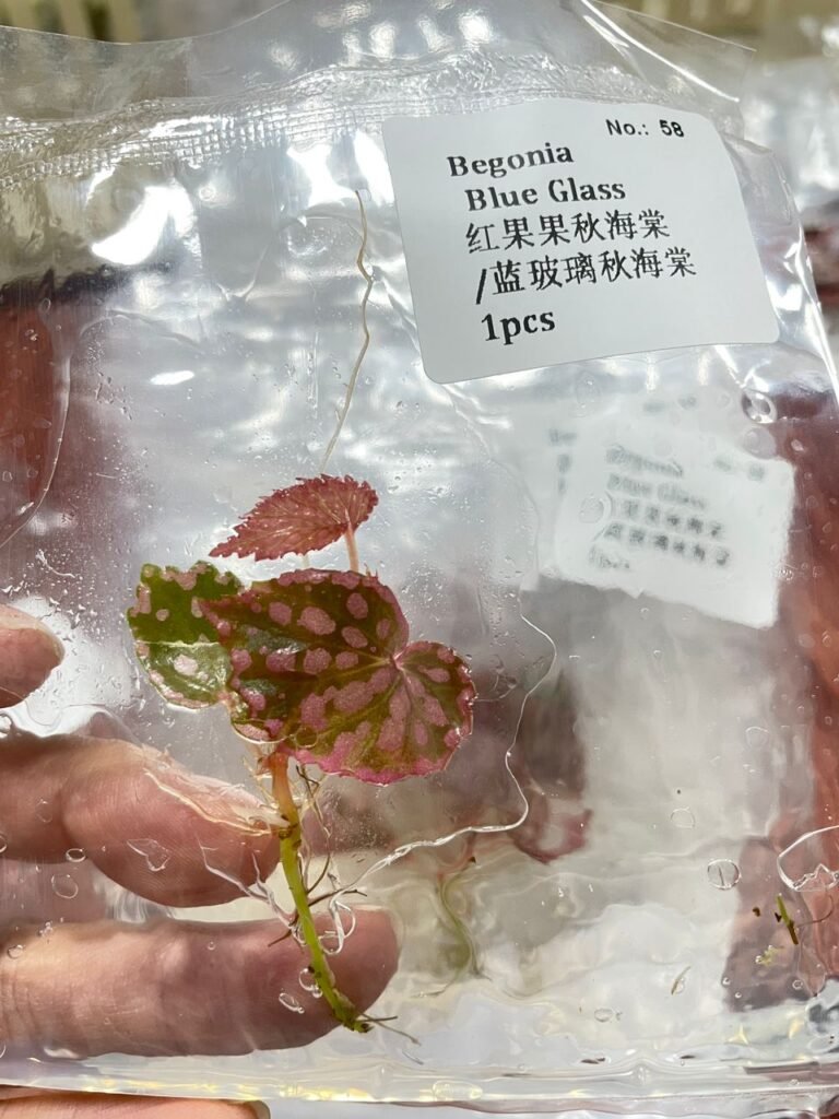 begonia blue glass