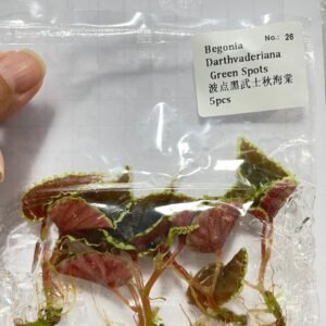 begonia darthvaderiana green spots