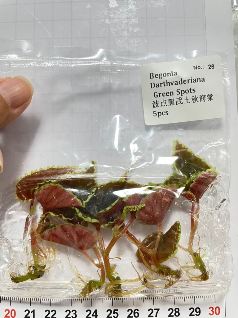begonia darthvaderiana green spots