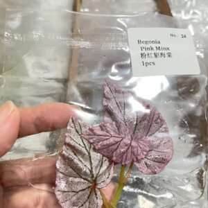 begonia pink minx