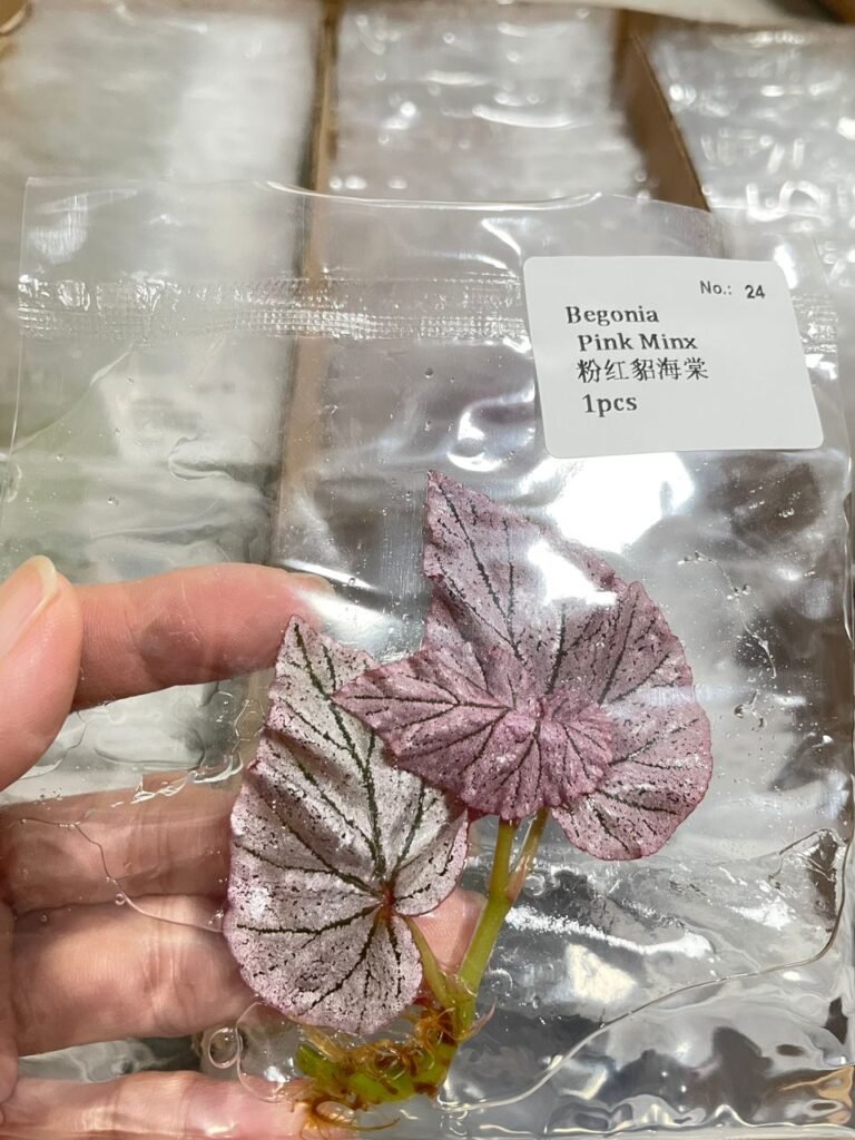 begonia pink minx