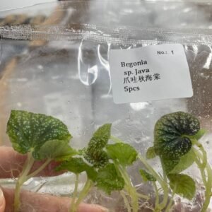 begonia sp java
