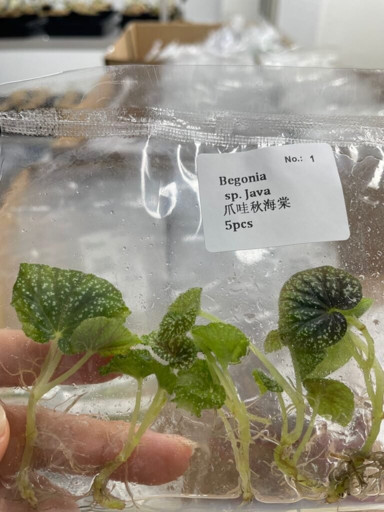 begonia sp java