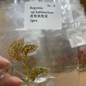 begonia sp kalimantan