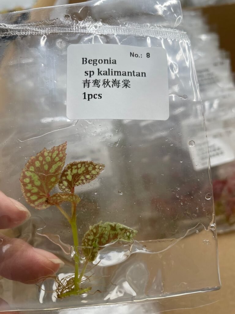 begonia sp kalimantan