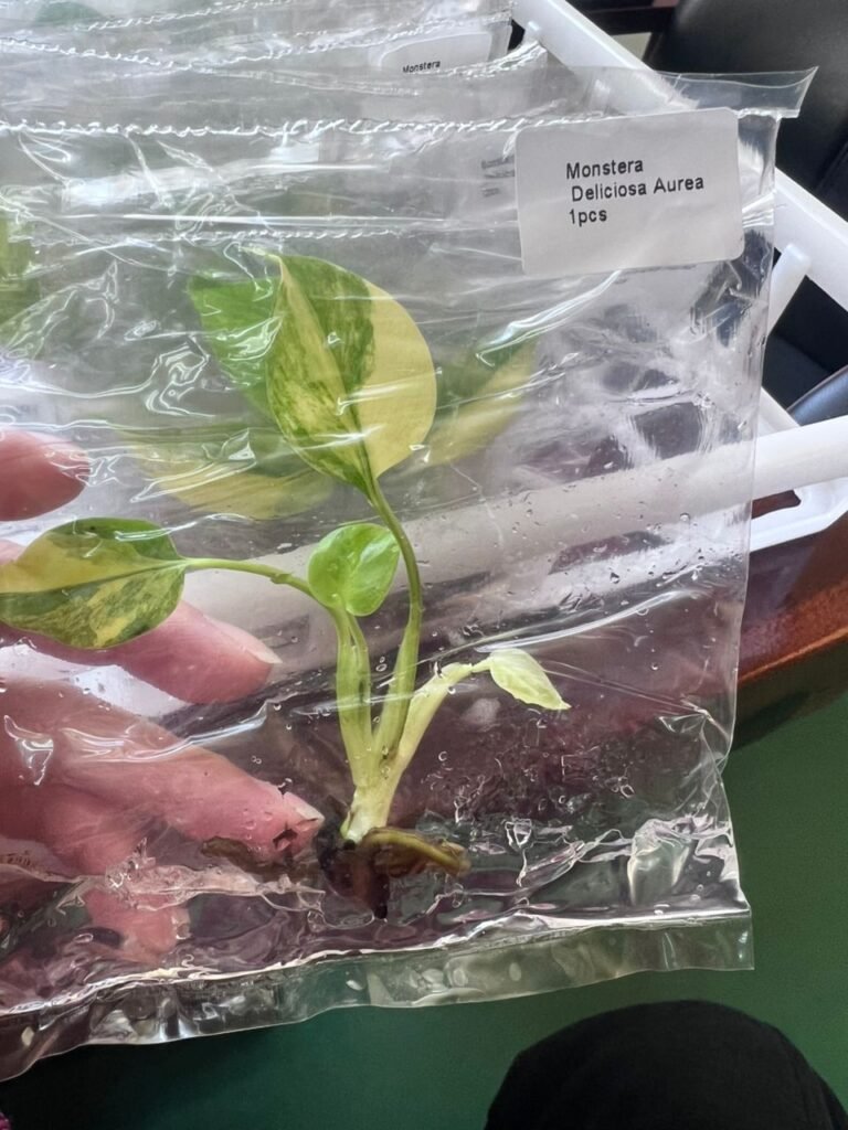 monstera deliciosa aurea