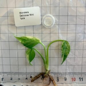 monstera deliciosa mint