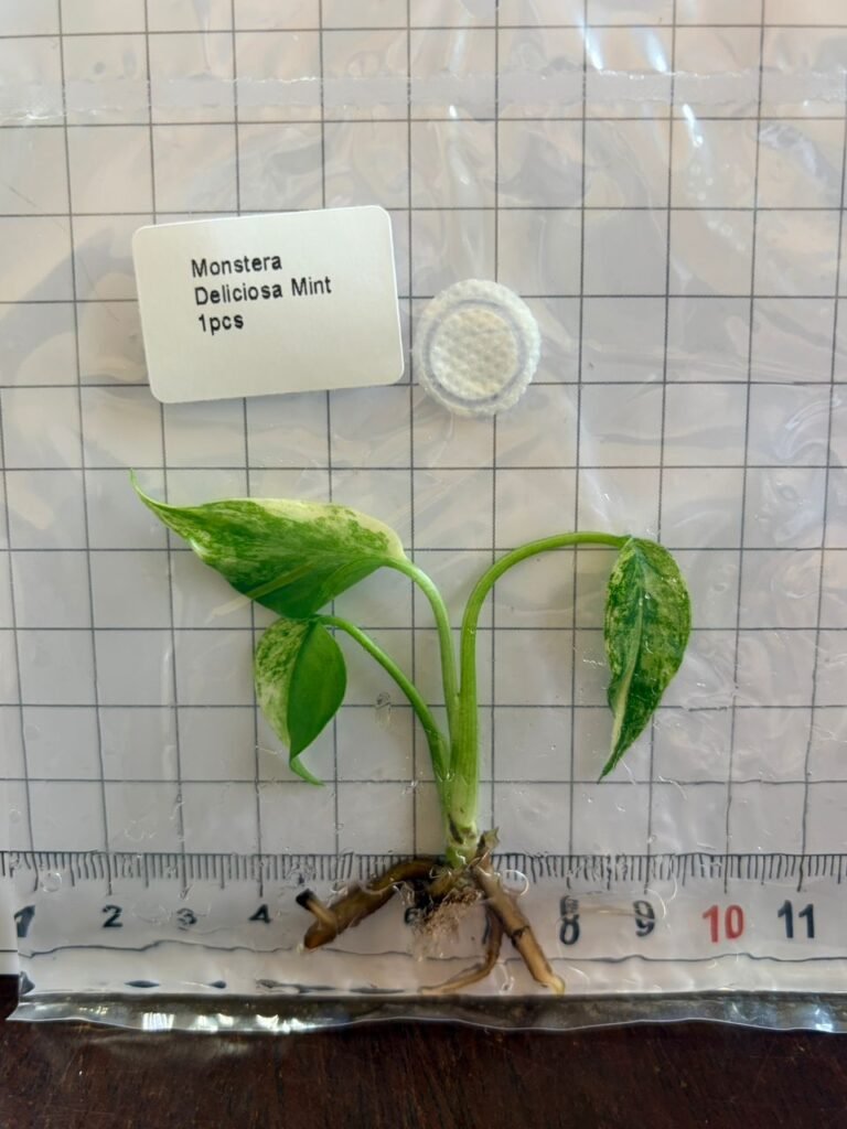 monstera deliciosa mint