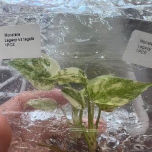 monstera legacy variegata