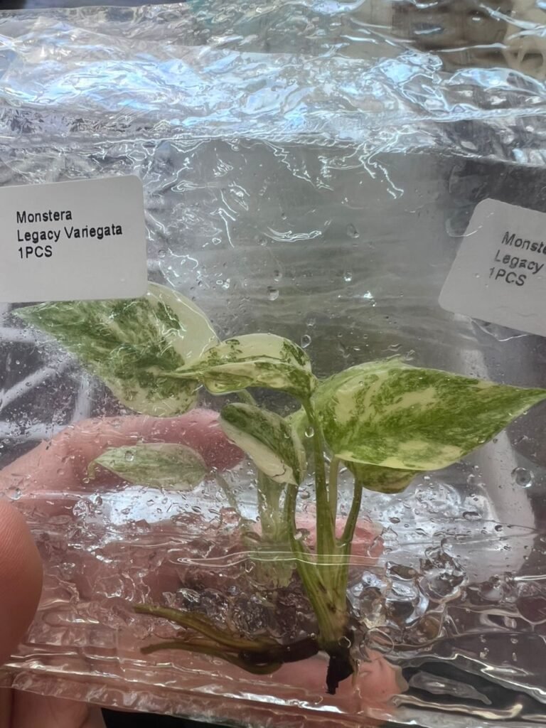 monstera legacy variegata
