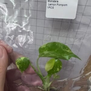 monstera lemon pompom