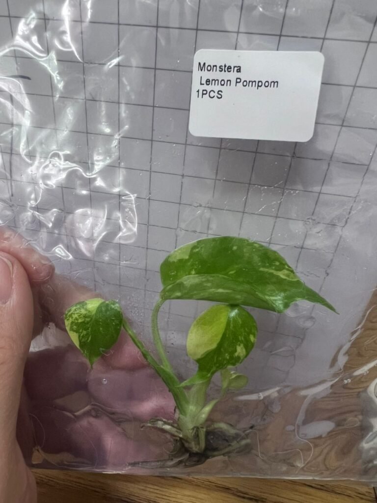 monstera lemon pompom