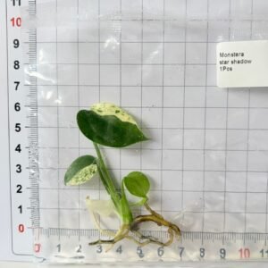 monstera star shadow