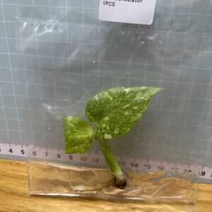 monstera thai constellation