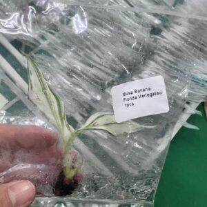 musa banana florida variegated