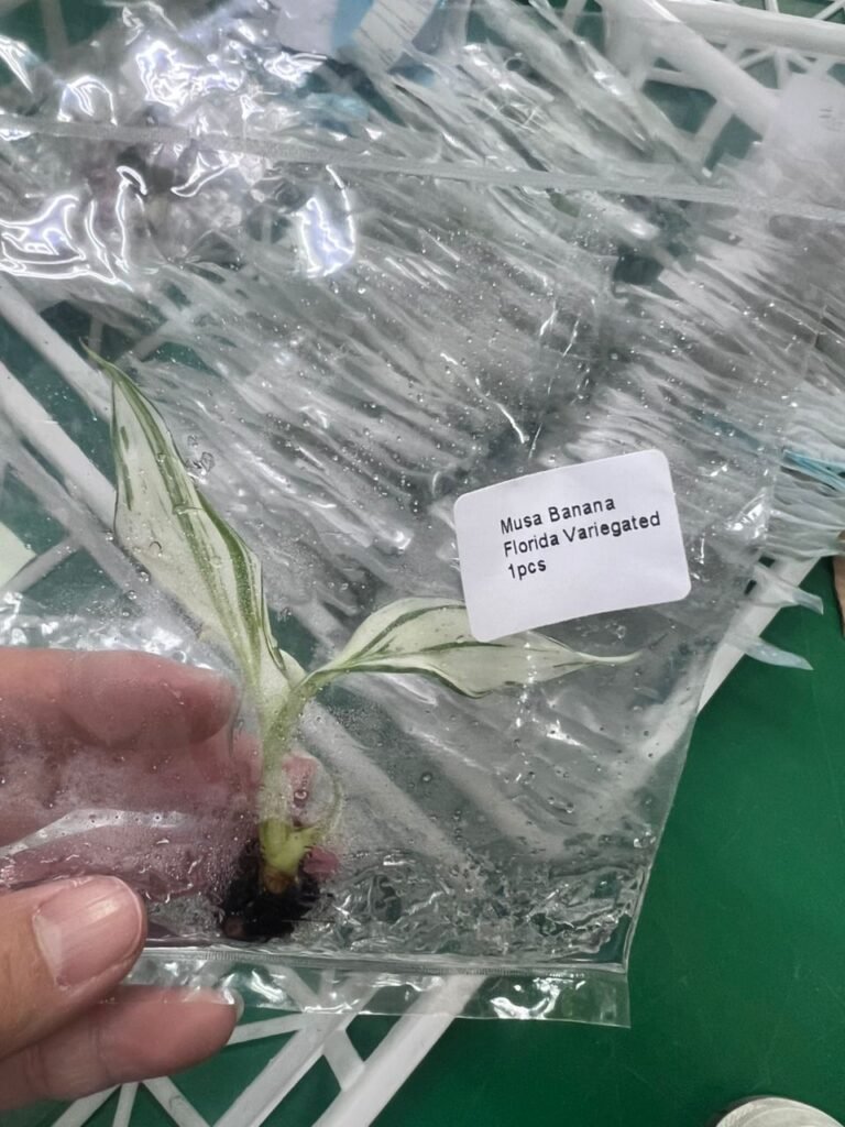 musa banana florida variegated