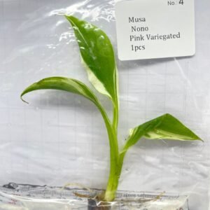 musa nono pink variegated