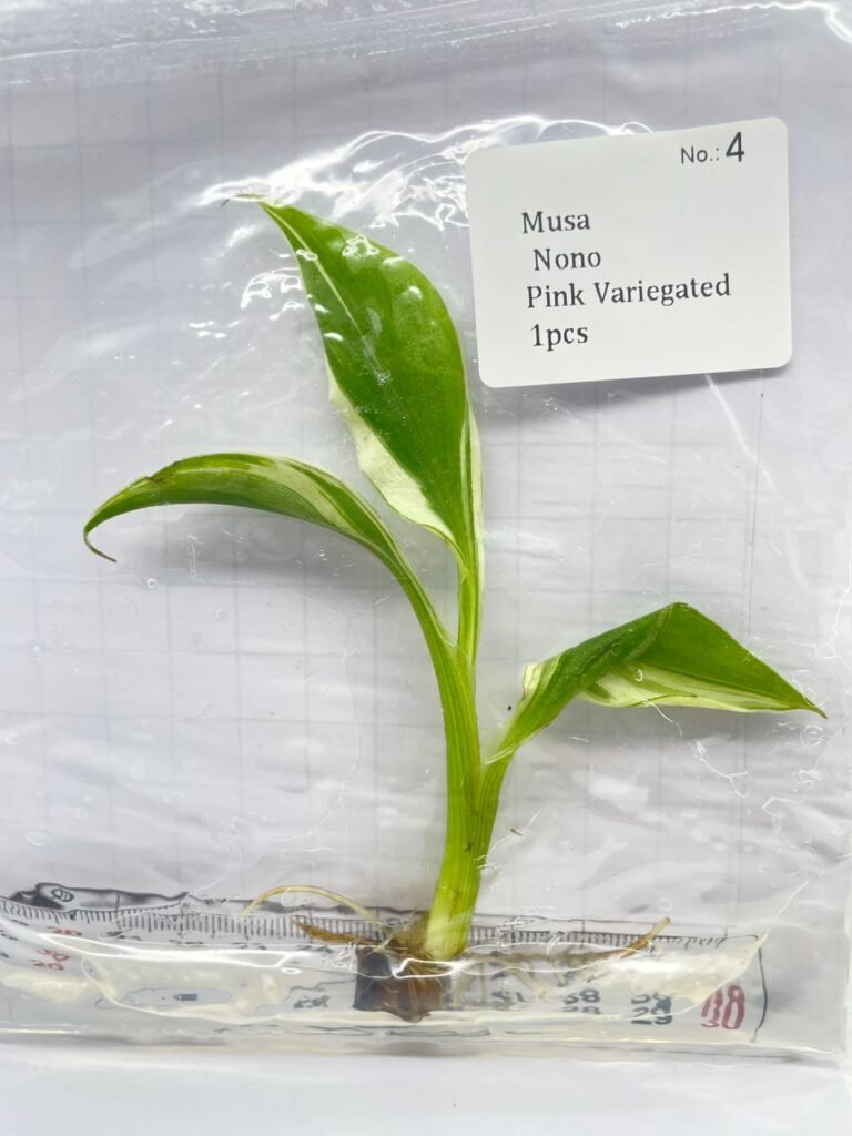 musa nono pink variegated
