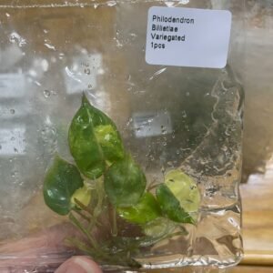 philodendron billietiae variegated
