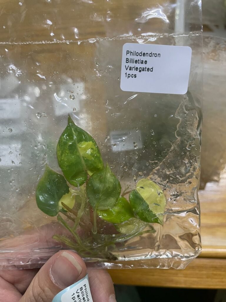 philodendron billietiae variegated