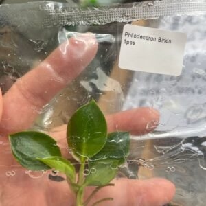 philodendron birkin