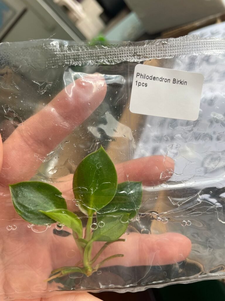 philodendron birkin