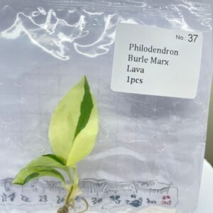philodendron burle marx lava