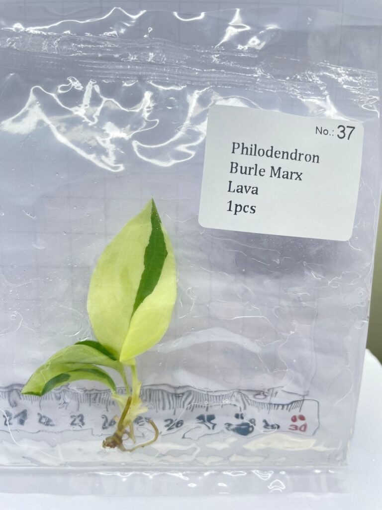 philodendron burle marx lava