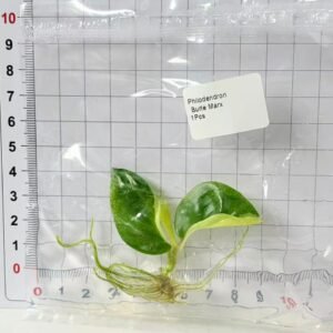 philodendron burle marx variegated