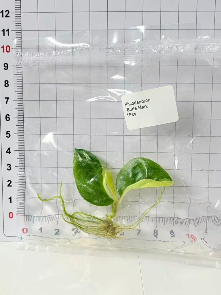 philodendron burle marx variegated