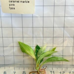 philodendron caramel marble pink