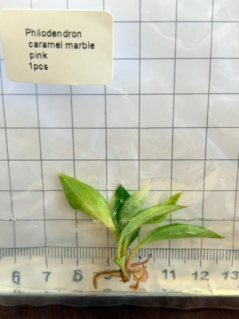 philodendron caramel marble pink