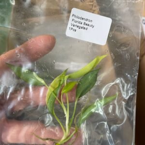 philodendron florida beauty variegated