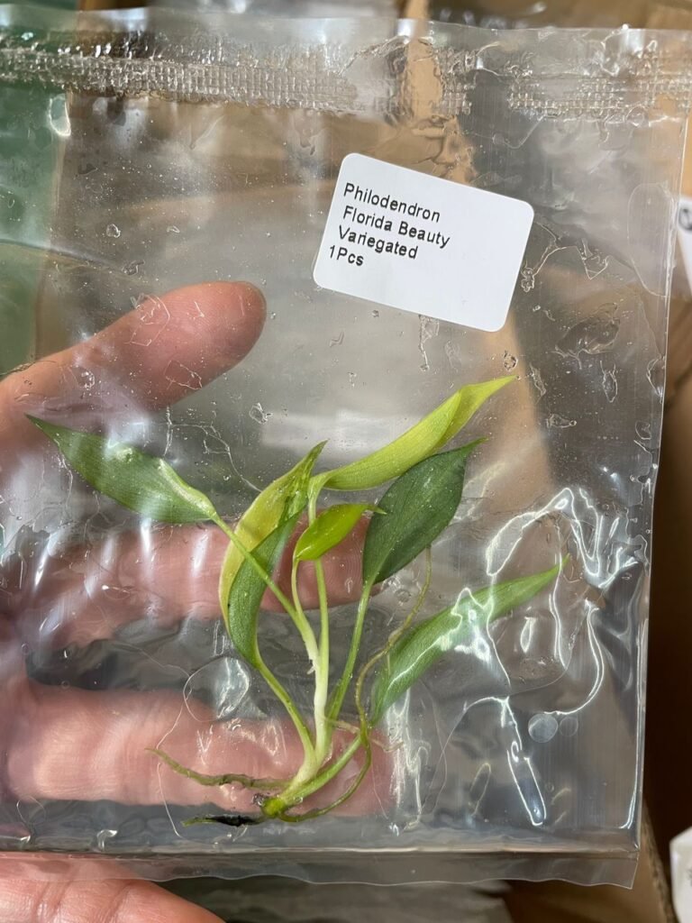 philodendron florida beauty variegated