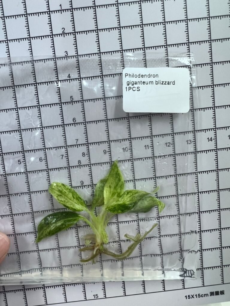 philodendron giganteum blizzard