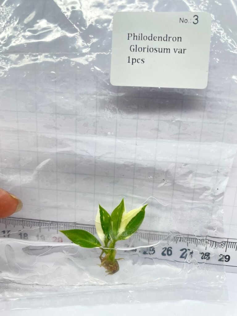 philodendron gloriosum variegated