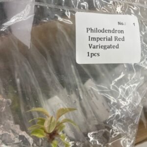 philodendron imperial red variegated