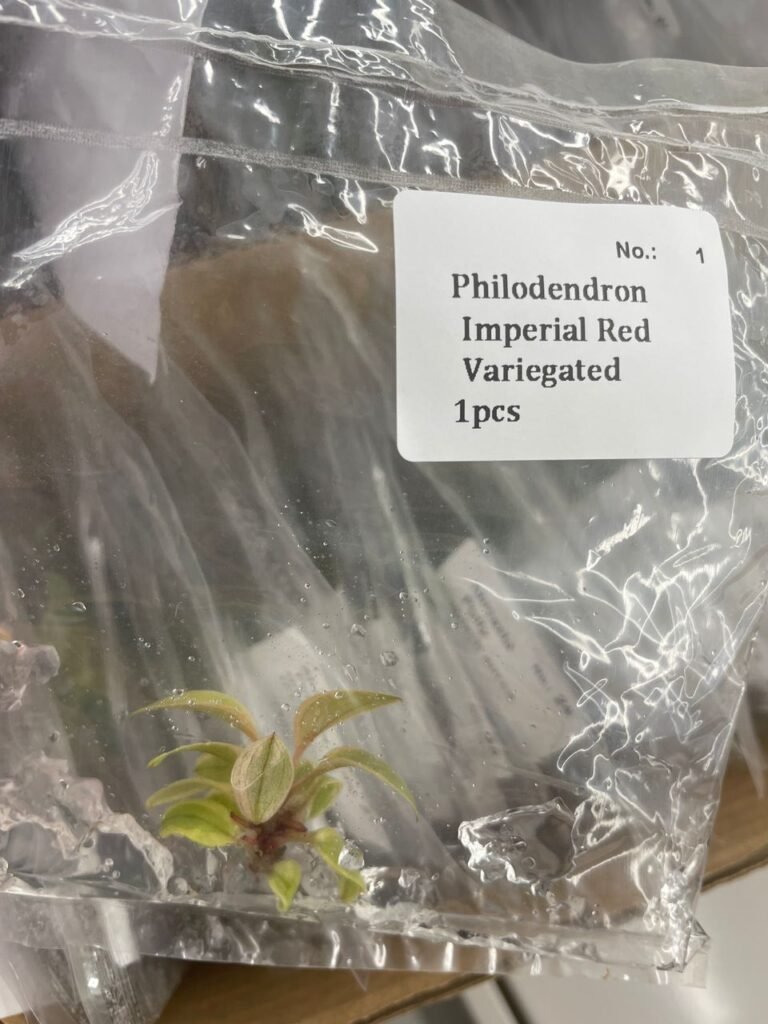 philodendron imperial red variegated
