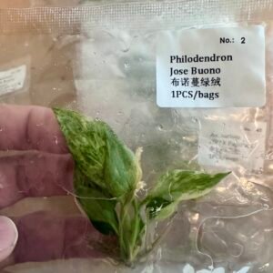 philodendron jose buono