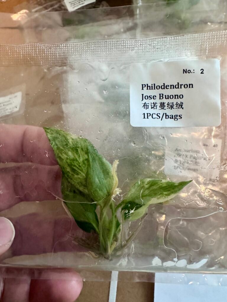philodendron jose buono