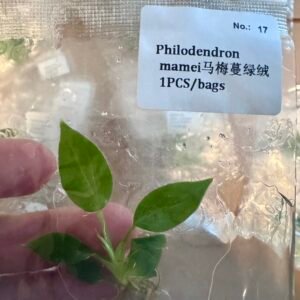 philodendron mamei