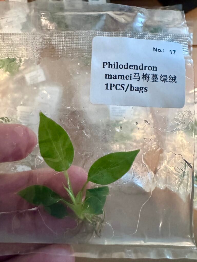 philodendron mamei