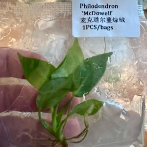 philodendron mcdowell