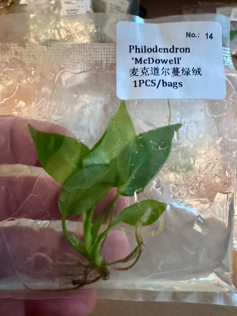 philodendron mcdowell