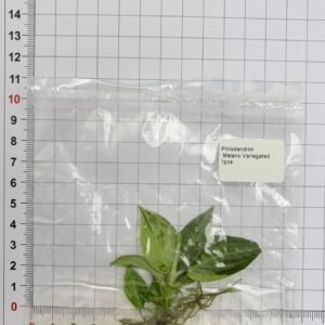 philodendron melano variegated